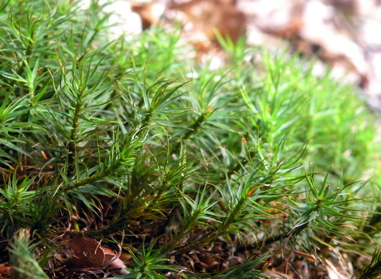 Polytrichum sp?